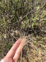 Elymus multisetus