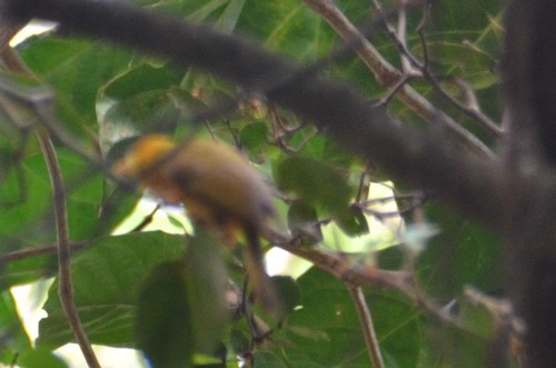 Golden White-eye (Cleptornis marchei), photo 3