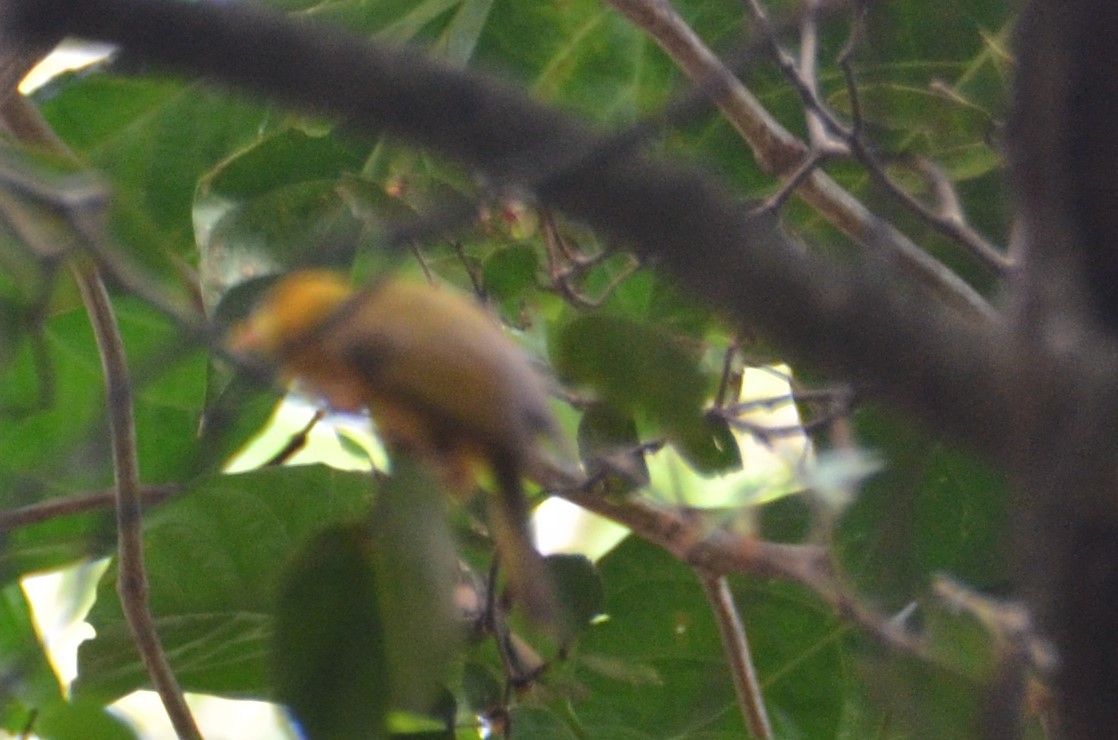Golden White-eye (Cleptornis marchei), photo 3