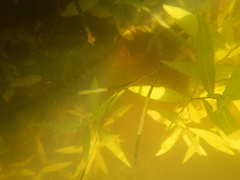 Potamogeton zosteriformis