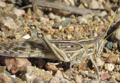 Desert Locust