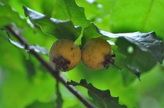 Campomanesia ilhoensis