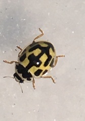Propylea quatuordecimpunctata