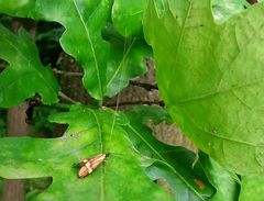 Nemophora degeerella
