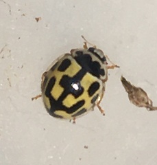 Propylea quatuordecimpunctata