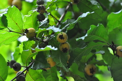 Campomanesia ilhoensis