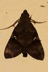 Nephele peneus
