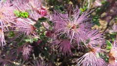Calliandra redacta