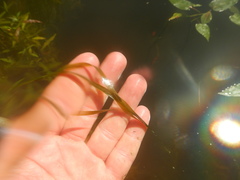 Potamogeton zosteriformis