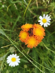 Pilosella aurantiaca