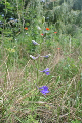 Delphinium consolida