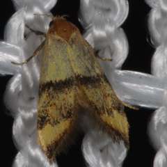 Temnogyropa stenomorpha