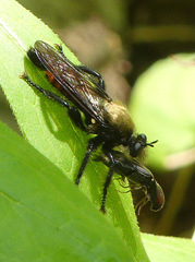 Laphria janus