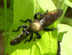 Laphria janus