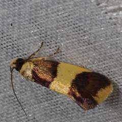 Telecrates laetiorella