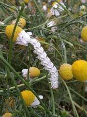 Cucullia chamomillae