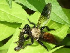 Laphria janus