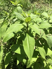 Lysimachia clethroides