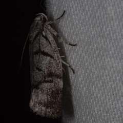 Lichenaula onychodes