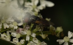 Chrysogaster cemiteriorum