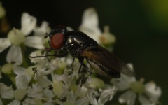 Chrysogaster cemiteriorum