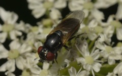 Chrysogaster cemiteriorum
