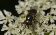 Chrysogaster cemiteriorum
