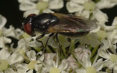 Chrysogaster cemiteriorum
