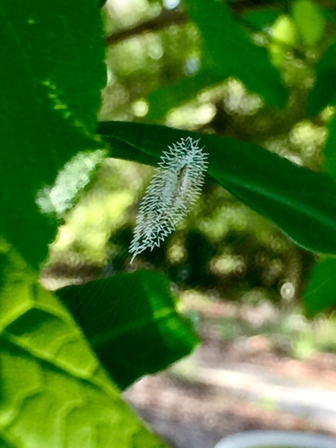 Argiope aurantia image