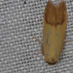 Tachystola stenoptera