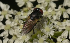 Chrysogaster cemiteriorum