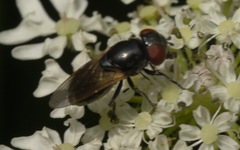 Chrysogaster cemiteriorum