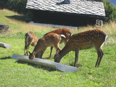 Cervini