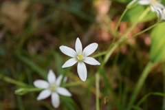 Ornithogalum umbellatum