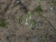 Silene nutans