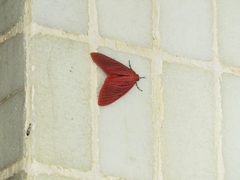 Arctioblepsis rubida