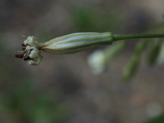 Silene nutans
