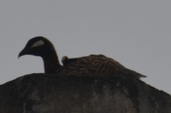 Francolinus francolinus