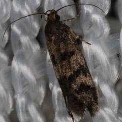 Barea subviridella