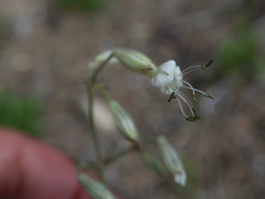 Silene nutans