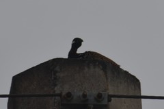 Francolinus francolinus