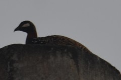 Francolinus francolinus