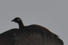 Francolinus francolinus