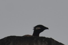 Francolinus francolinus