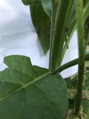 Symphytum caucasicum