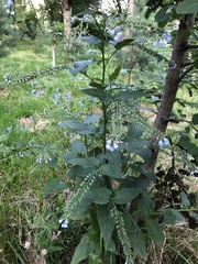 Symphytum caucasicum