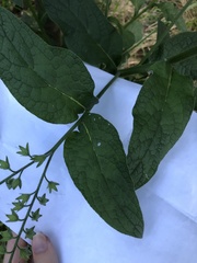 Symphytum caucasicum