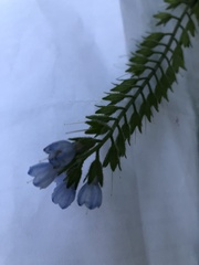 Symphytum caucasicum