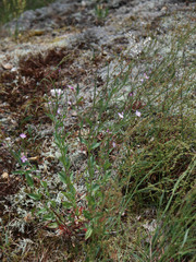 Epilobium collinum