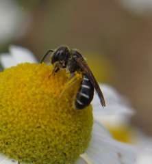 Halictus maculatus
